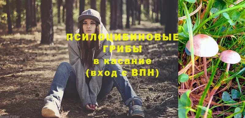 купить   Чистополь  Псилоцибиновые грибы прущие грибы 